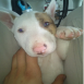 mi bebeca