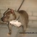 american bully/ toritosbulls