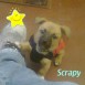 Scrapy