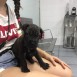 Kylo