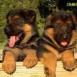 DOGS