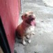 LOLA
