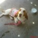 loly