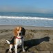 Maxi en la playa (7 Meses)