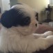 Mi Shih Tzu Molly