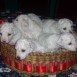 Cachorros Bichon Frise de atenas