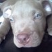 Este es mi Pitbull Brody Brownie