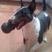 en adopcion vitoria