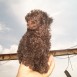 caniche o poodle chocolate 