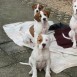 Cachorros de 3 meses en adopción