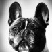 PINGU