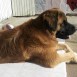 bernardo (leonberger)