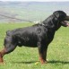 mi rotweilerrrr