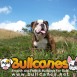 BULLCANES fotos de bulldog Lindas