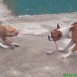 mis perros