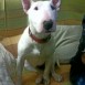 nala