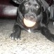 Aquiles