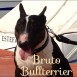 Bruto Bull Terrier