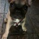 Naia...perrita del este