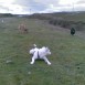 mis perritos