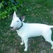 de lor bull terrier