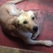 Akira es la cachorrito de Dany