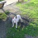 bull terrier