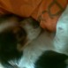 los animales que tengo