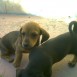 cachiorros dachshund en venta