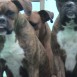 mis perritos