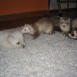 Mis animalitos