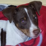 Chulo