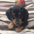 Panchito