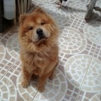 Grison