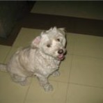 Peloz