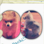 Hachi