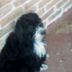 Teddy
