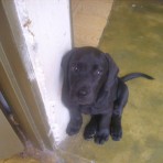 Hachi