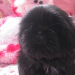 Lota de BlackPearl Shih Tzu