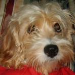 Guchy