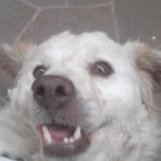 Goofy