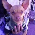 Goyito