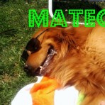 Mateo