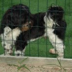 Floo 