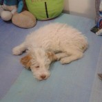 CHISPI