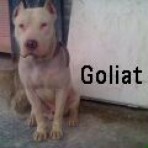 Goliat