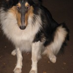 Lassie