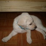 Homero