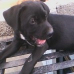 Boris