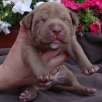 Zeron's pitbull Aker